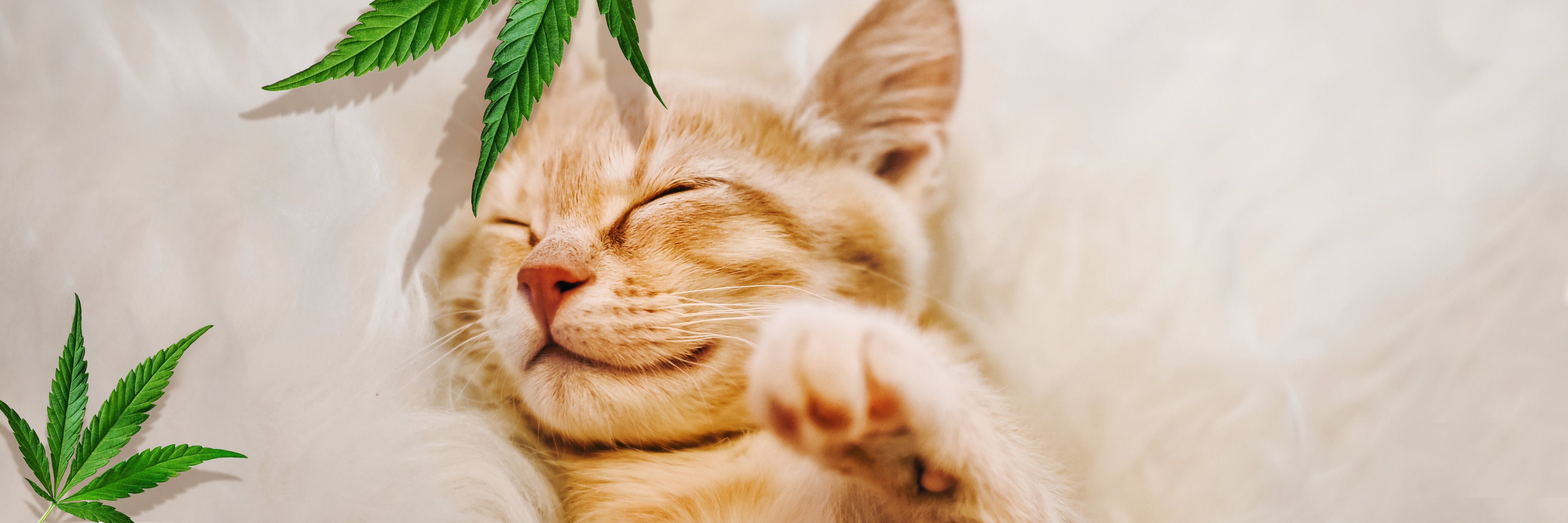 CBD pour Chiens et chats