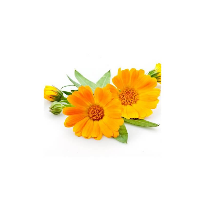 ✨ CALENDULA - Macérât Huileux BIO | L'Apaisant Naturel pour Peaux Sensibles ✨100ml